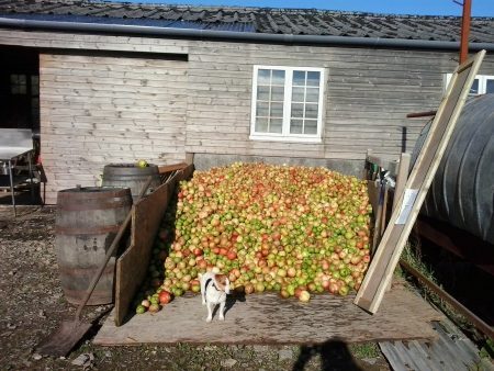 Fazenda de sidra na Inglaterra: toneladas de maçãs colhidas para produção da bebida