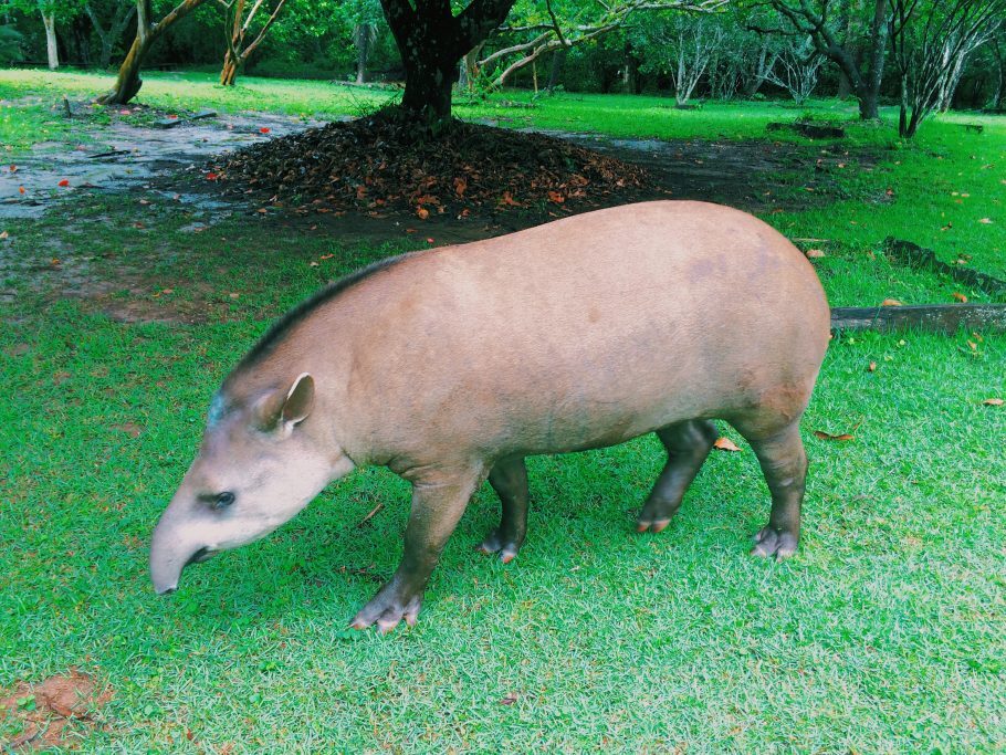 A cativante anta Gigi na fazenda Rio do Peixe