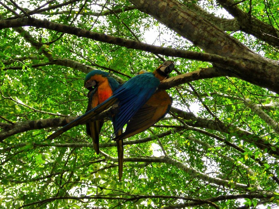 Araras na Estância Mimosa