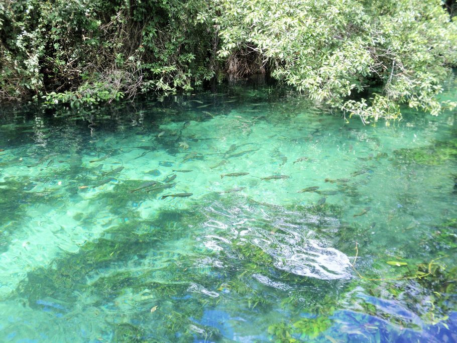 Rio Sucuri: para flutuação