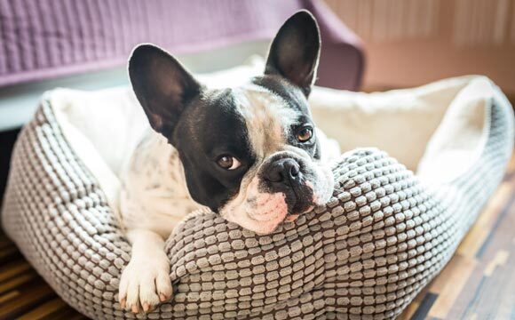 Entenda o melhor jeito de tirar o cheiro da sujeira feita por cães e gatos