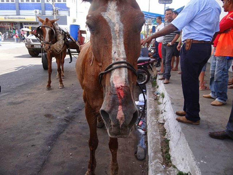 Cavalos não podem mais ser explorados para o transporte de cargas