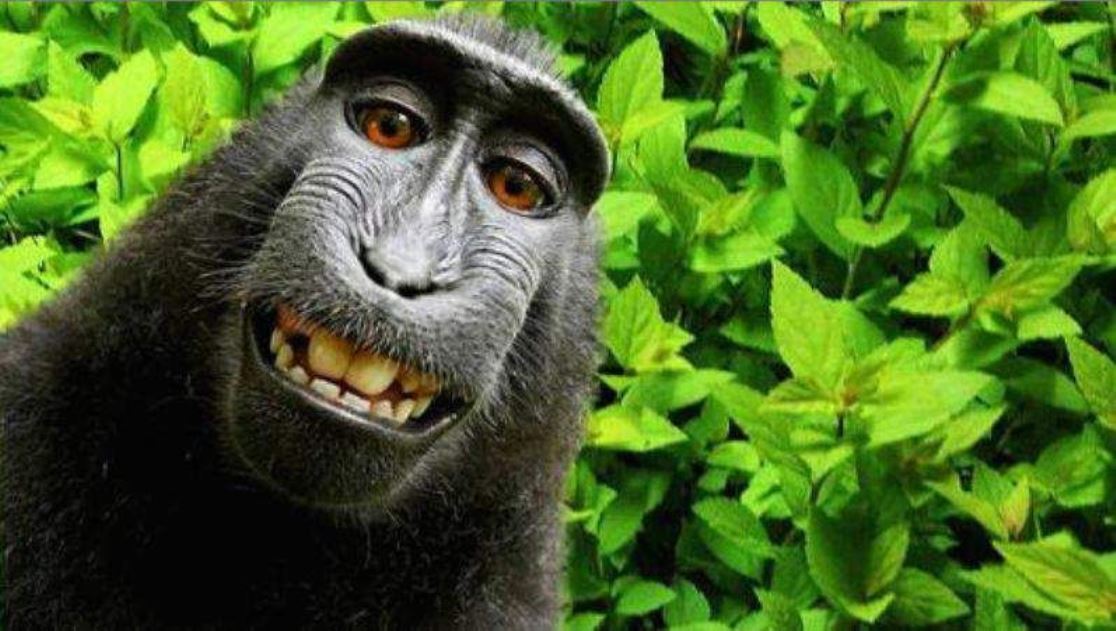 Macaco fofo Banco de fotos, imagens, tudo isento de direitos