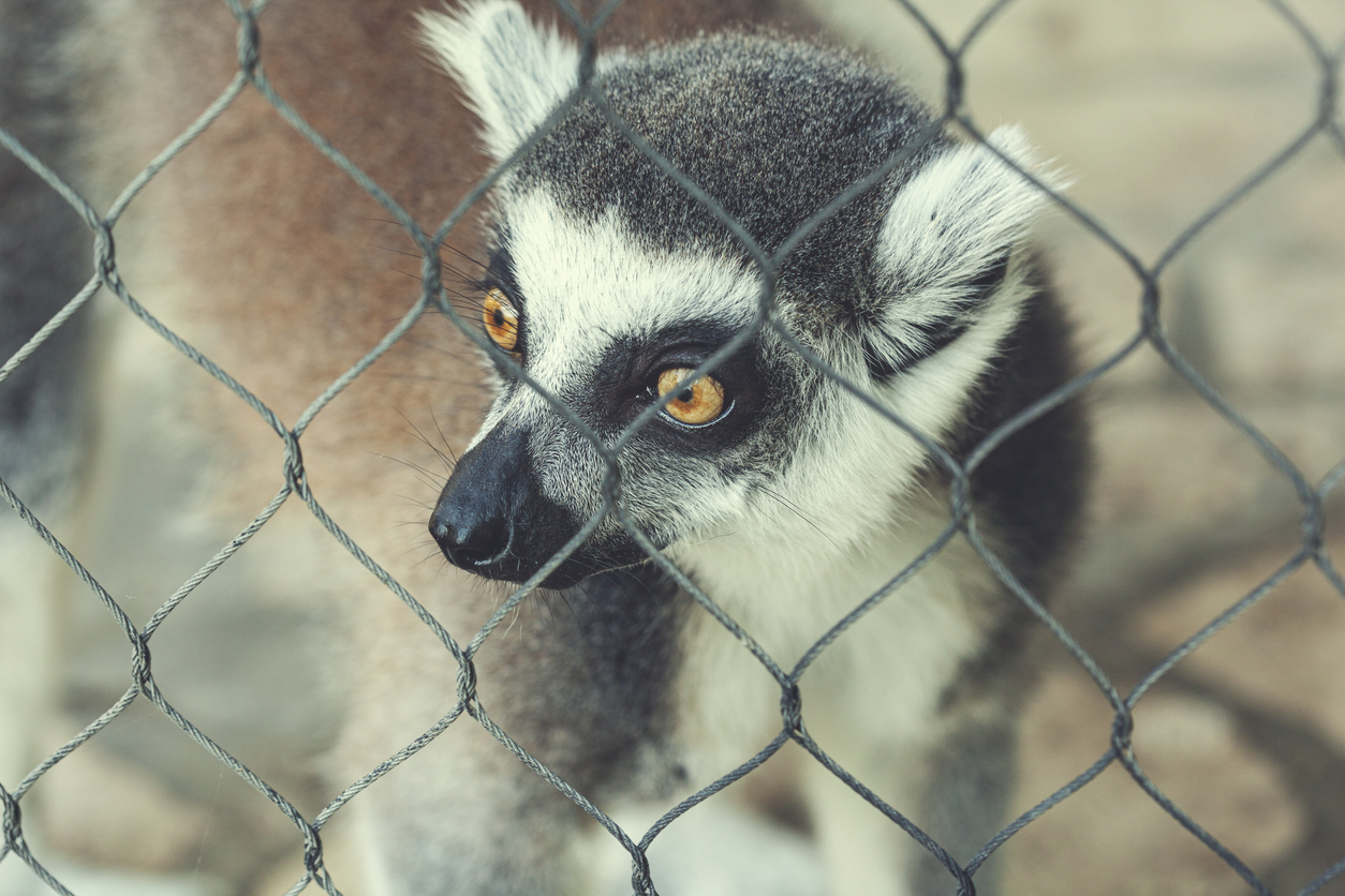 Saiba O Que Fazer Em Casos De Maus Tratos Aos Animais