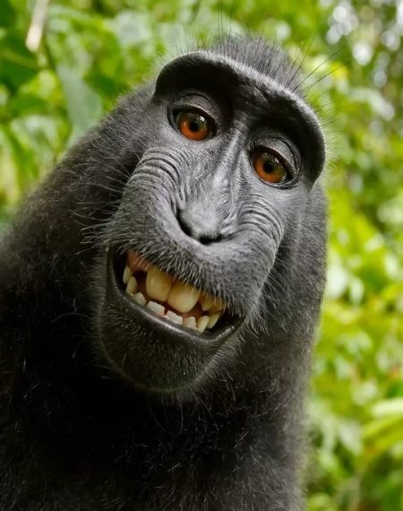 Naruto se tornou um dos macacos mais famosos do mundo depois de sua selfie, publicada em 2011