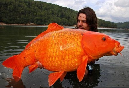 Esta carpa de 15 kg foi encontrada no sul da França.