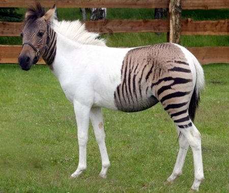 Um raro cruzamento entre uma zebra e um pônei.