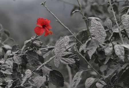 Uma flor nasce depois de uma erupção vulcânica na Ilha de Sumatra.