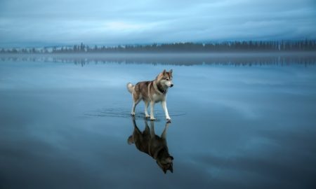 Um husky caminhando em um lago coberto de gelo.