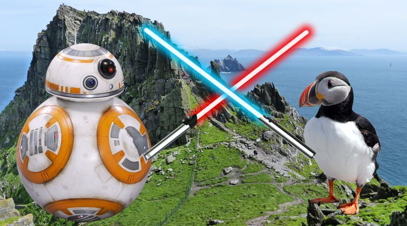 A batalha entre BB8 e Papagaio-do-mar ameaçado de extinção