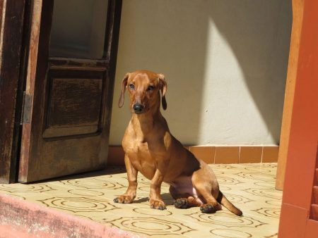 Toddy desapareceu no dia 16 de janeiro, no bairro da Penha, zona leste de São Paulo