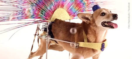 Alê foi encontrada por Patrícia em uma estrada após ser atropelada