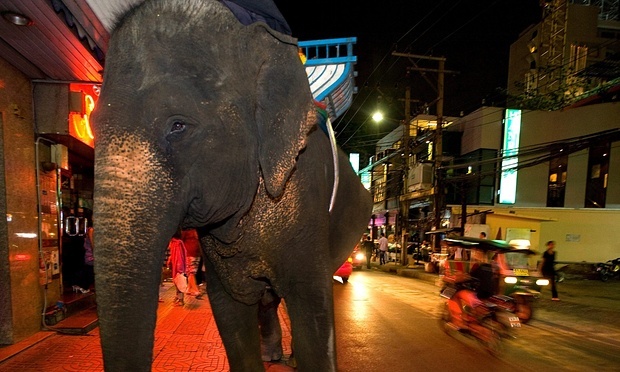 Um turista foi pisoteado por um elefante durante expedição