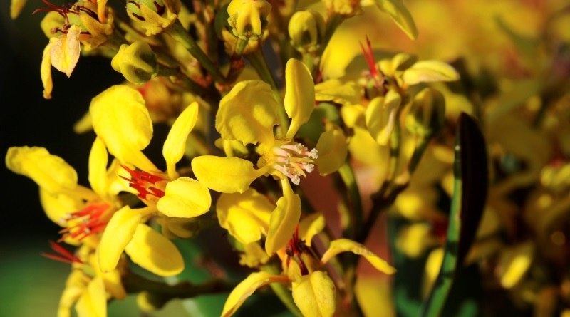 Espécie de Malpighiaceae, endêmica da Serra do Aracá, no Amazonas