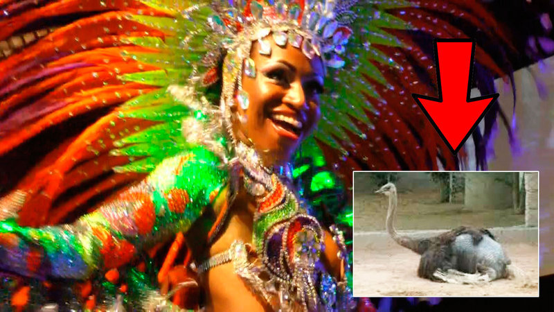 O texto pede para as escolas substituírem as penas de animais por outras sintéticas