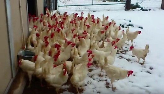 A Animal Place manteve as câmeras sobre elas quando as galinhas experienciaram seu primeiro dia de neve