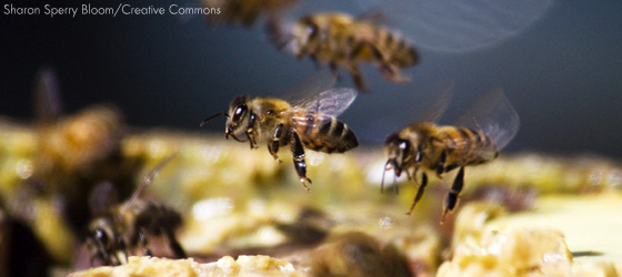Sociedades matriarcais: abelhas