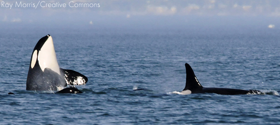 Sociedades matriarcais: orcas