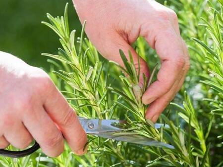 Aplicativo é indicado para quem quer cultivar produtos orgânicos e não tem experiência