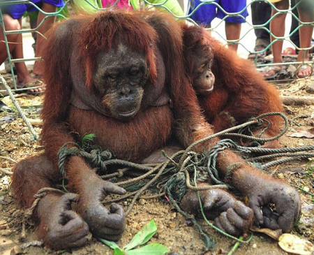 Um milhão de animais morre por ano em zoológicos