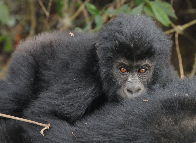 Gorilas estão ameaçados de extinção