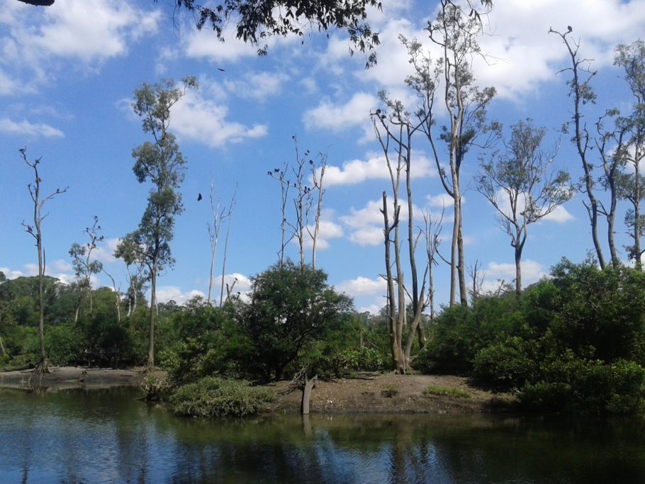 Muita natureza e trilhas no Parque Ecológico Tietê Foto: Patrícia Ribeiro/Passeios Baratos em SP