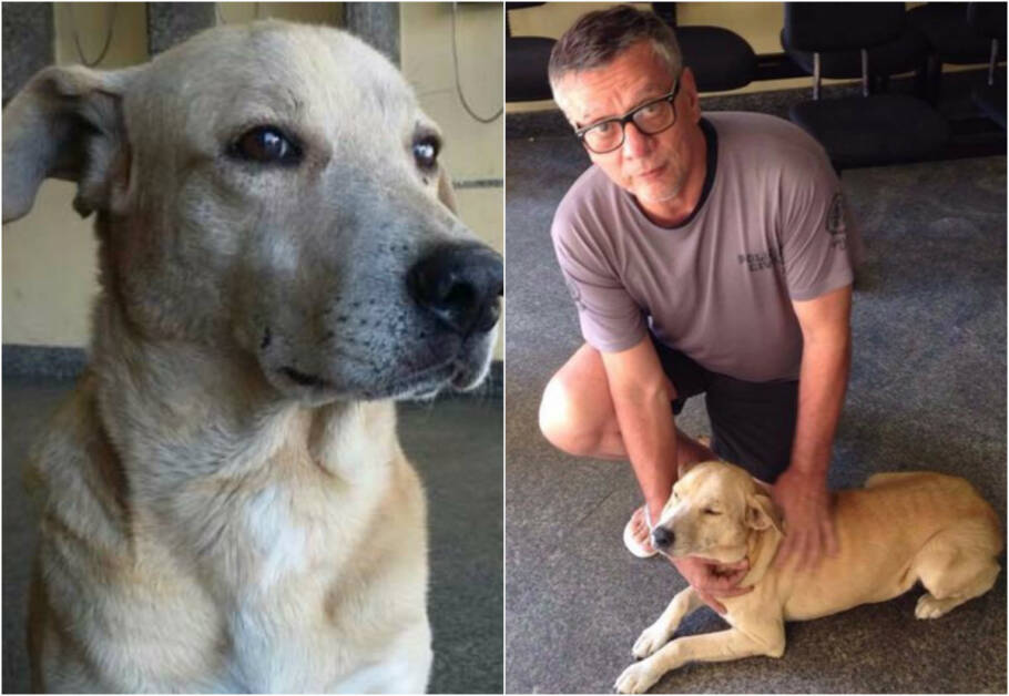 O cachorro foi adotado pelos policiais e vive na delegacia