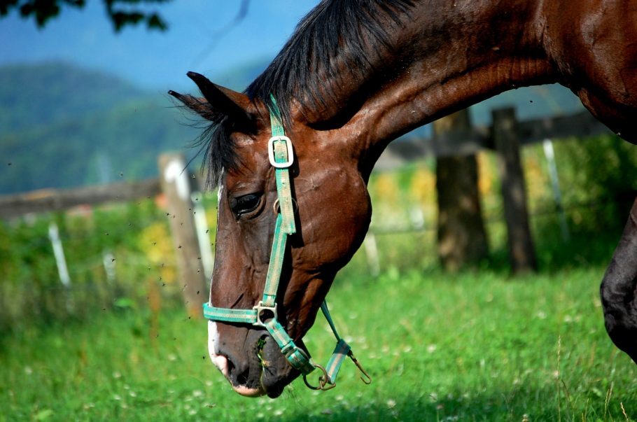 Campanha pelo fim do abate de cavalos no Brasil