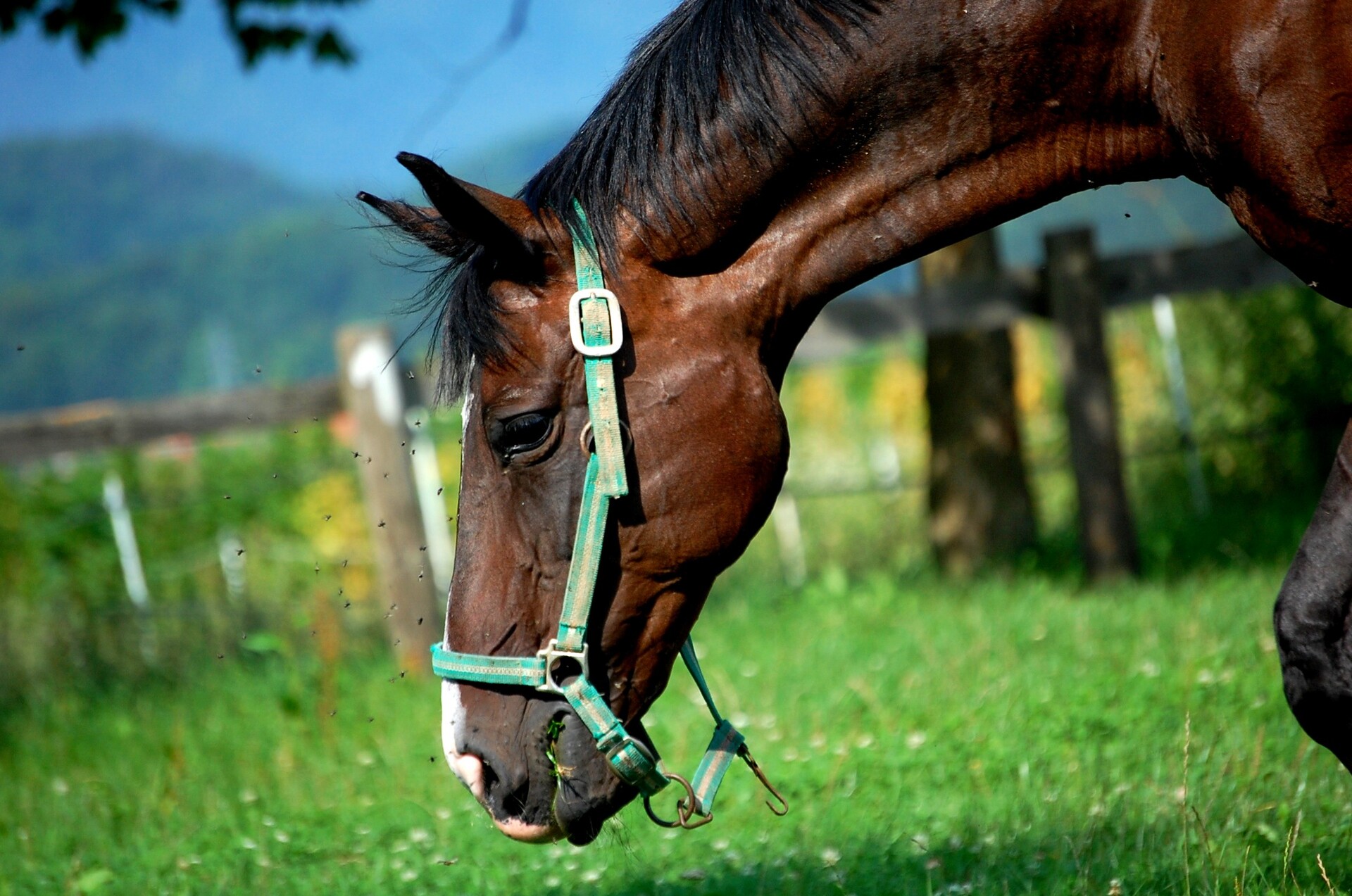 O Abate de Cavalos no Rio Grande do Sul