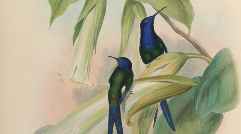 Registros da fauna e da flora brasileiras – entre elas, as aves – estão agora disponíveis online na Biodiversity Heritage Library
