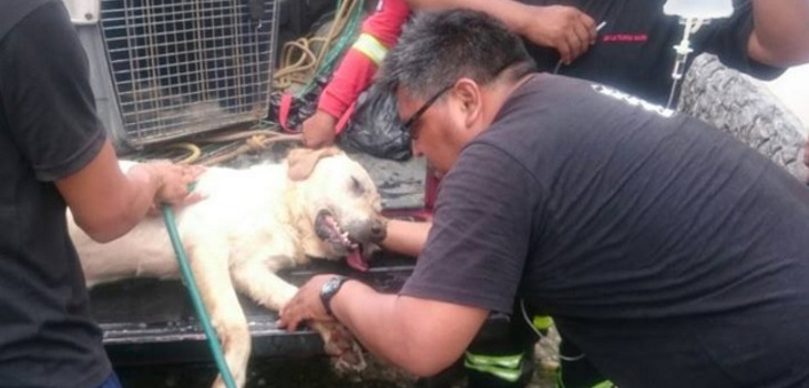 Cão não resistiu ao grande esforço