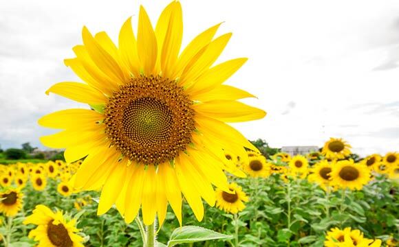 Quem nasce sob esse signo gosta de aparecer e possui um espírito de liderança. Por gostarem de chamar a atenção, as flores que mais combinam com o nativo desse signo são os Lírios Amarelos e também o Girassol