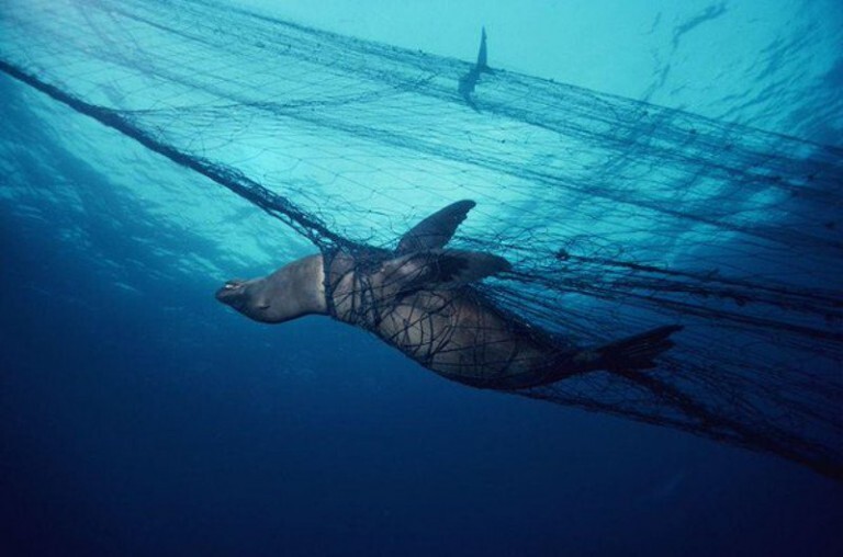 Foca fica presa em rede de pesca instalada para capturar peixes