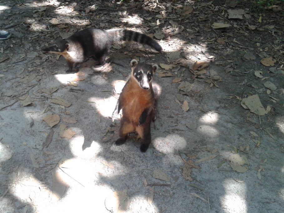 Os quatis vão atrás da sua comida, mas é proibido alimentar os animais Foto: Patrícia Ribeiro/Passeios Baratos em SP