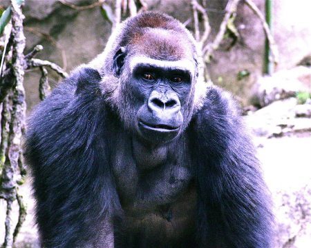 Gorila Harambe foi morto em zoológico em norteamericano