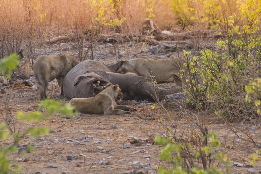 Leoas se alimentando de um elefante