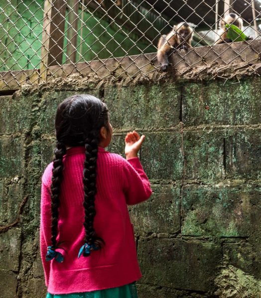 Macaco agoniado estenda a mão à visitante