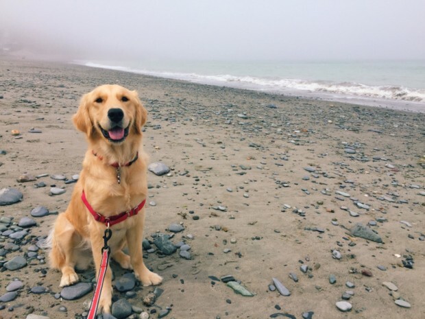 Cachorra conseguiu escapar de comércio