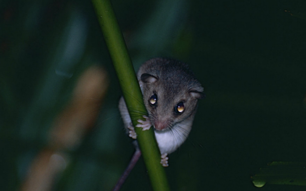 Roedor Melomys Bramble Cay está em risco de extinção