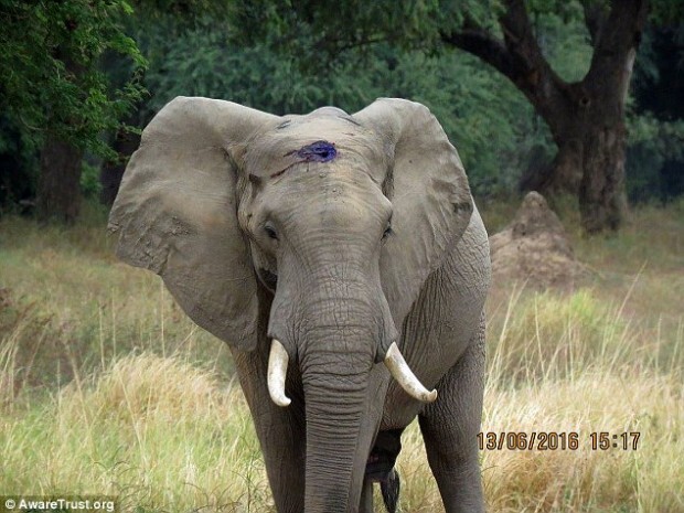 Elefante procurou veterinários