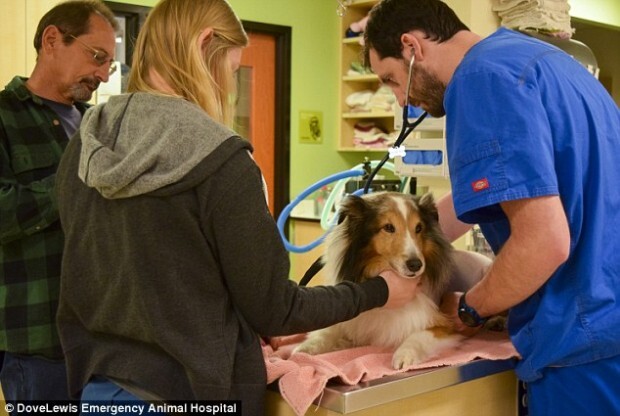 Veterinário conseguiu fazer o diagnóstico a tempo