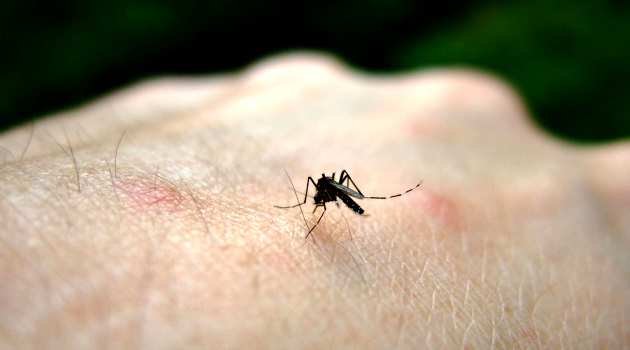 Zika vírus é transmitido pela picada do Aedes aegypti, mesmo transmissor da dengue