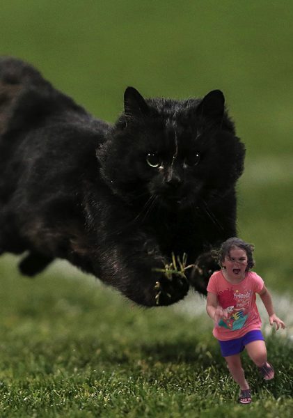 Gato interrompe jogo de rugby na Austrália e internet responde com batalha  de memes – Vírgula