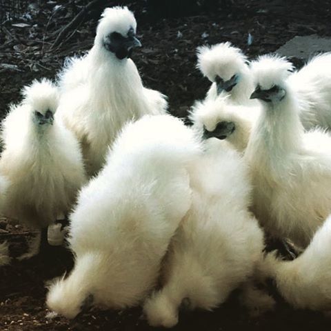 As sedosas são uma raça de galinha cuja plumagem lembra a seda