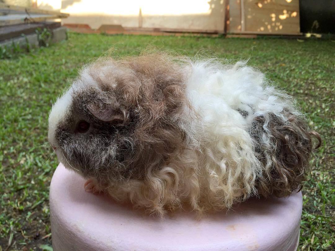 Tem várias raças de porquinho da índia de pelo longo – a texel é só uma delas