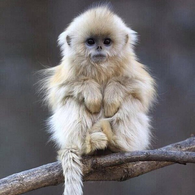 Esse macaquinho felpudo pode ser encontrado na China