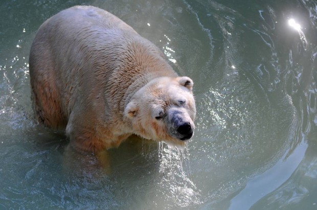 Urso Arturo morreu após anos de maus tratos