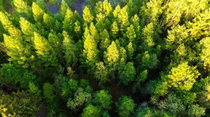 Além de quebrar o recorde de mais árvores plantadas em um só dia, indianos esperam ajudar o país em seus esforços para aumentar a área de florestas