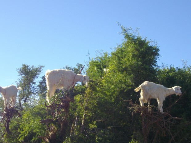 Cabras são forçadas a ficar em árvores