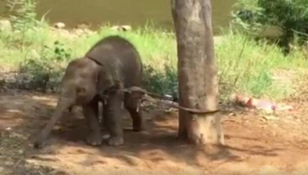 Bebê elefanta ficou amarrada em árvore por uma semana